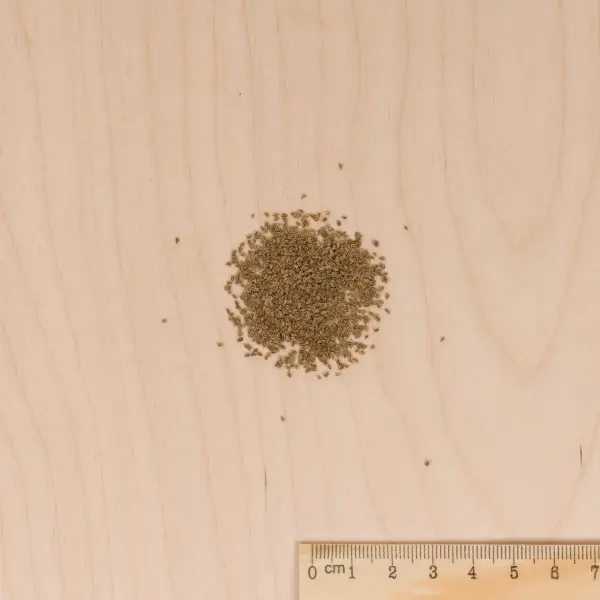 Potagères - Céleri-Rave Monarch - MEDIA_3D